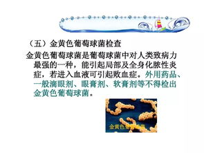 藥物質(zhì)量的微生物控制技術(shù)與轉(zhuǎn)讓前景